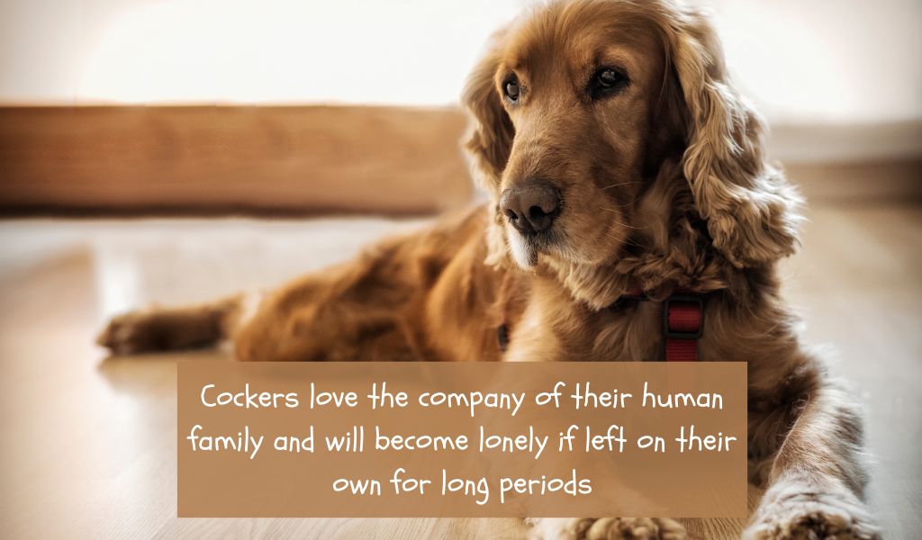 Do Cocker spaniels get lonely?