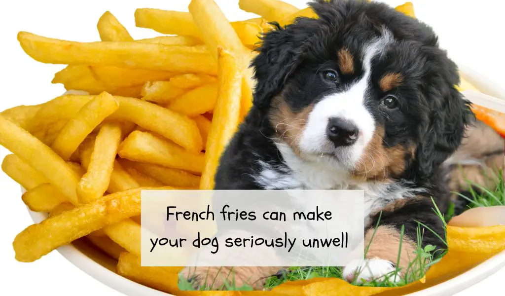 what happens if a dog eats french fries