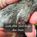 How to care for a broken and bleeding dew claw in dogs
