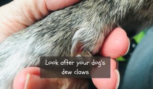How to care for a broken and bleeding dew claw in dogs