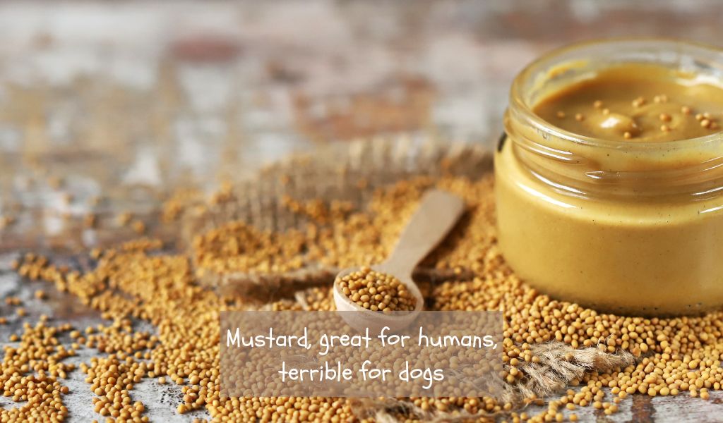 can dogs have mustard
