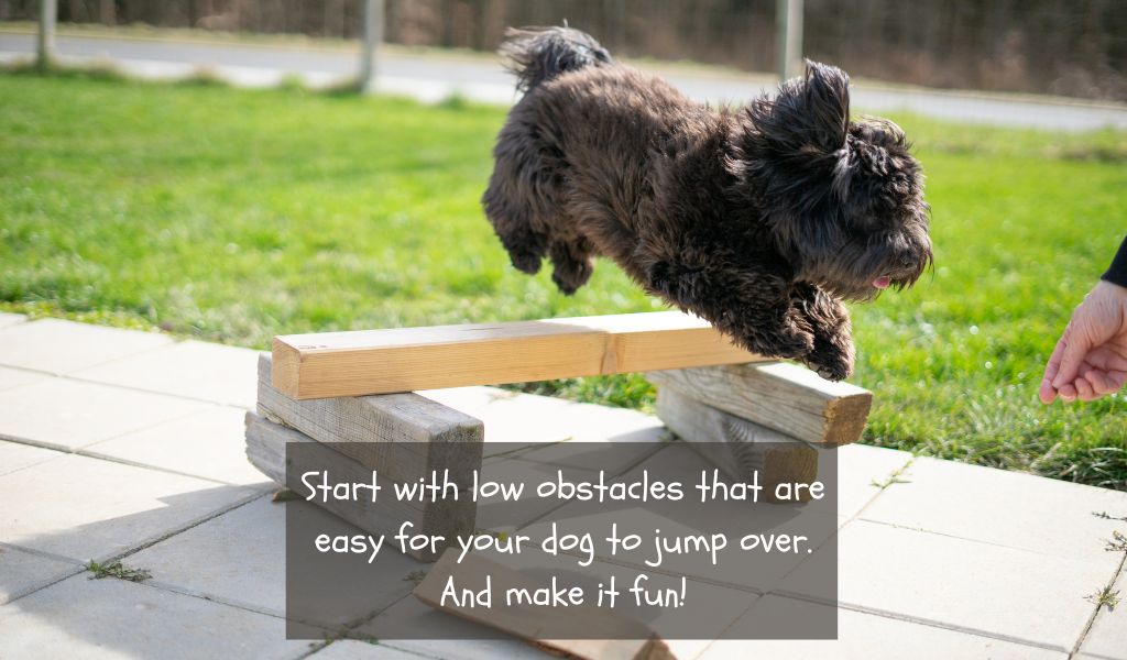 How to train a dog to jump over an obstacle