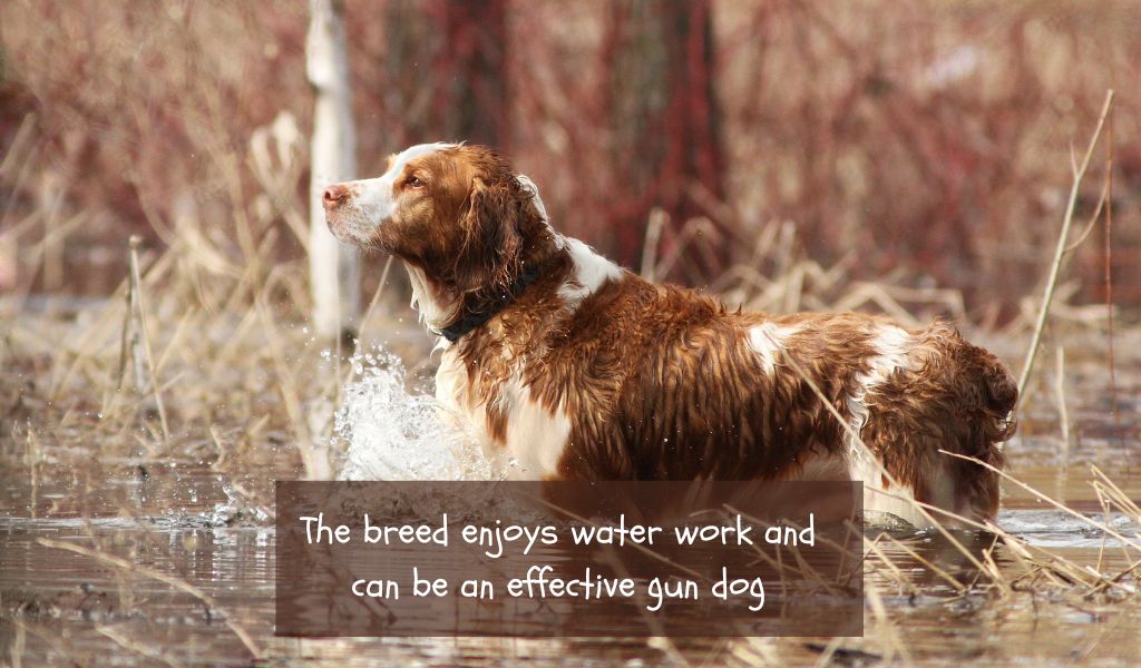 All About the Welsh Springer spaniel
