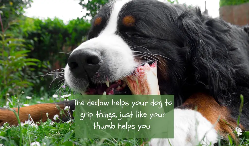 How to Care for a Broken and Bleeding Dew Claw in Dogs