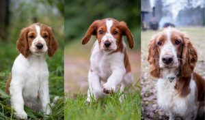 All About the Welsh Springer spaniel