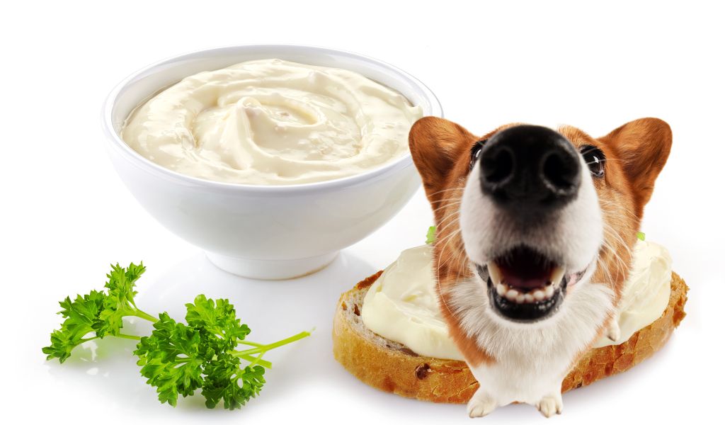 Can dogs eat cream cheese?