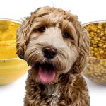 Can dogs eat mustard?