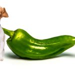 Can dogs eat Jalapenos? A comprehensive guide for owners