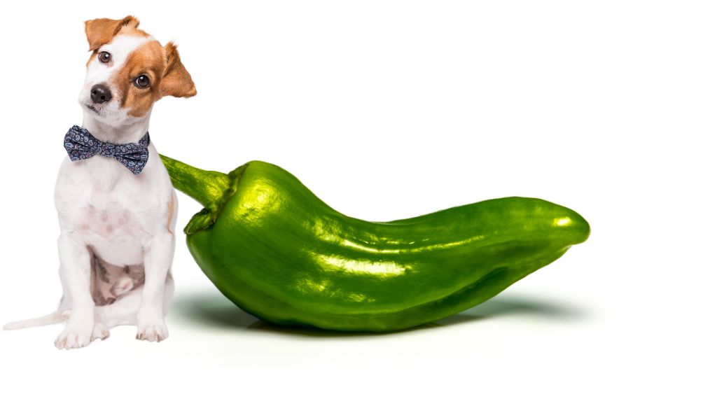 Can dogs eat Jalapenos? A comprehensive guide for owners