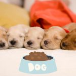 The Ultimate Guide to Feeding Your Puppy: Best Foods, Diets, and More