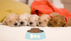 The Ultimate Guide to Feeding Your Puppy