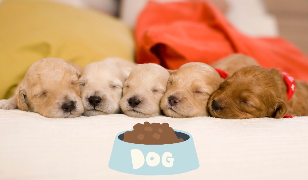 The Ultimate Guide to Feeding Your Puppy