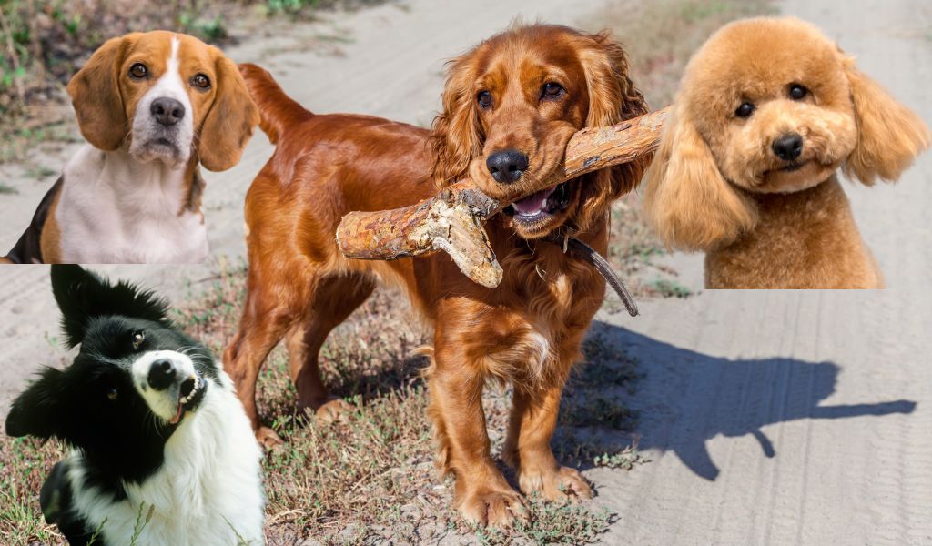 Do Cocker spaniels need another dog?