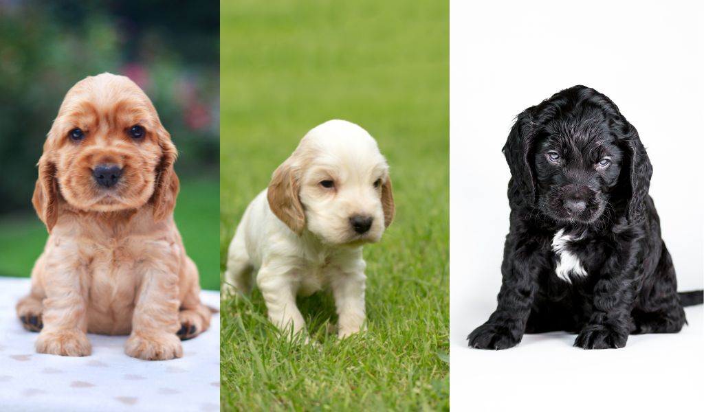 What age is a Cocker spaniel not a puppy?