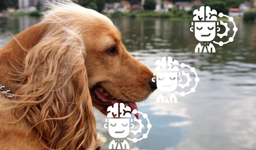 The ultimate guide to training your Cocker spaniel