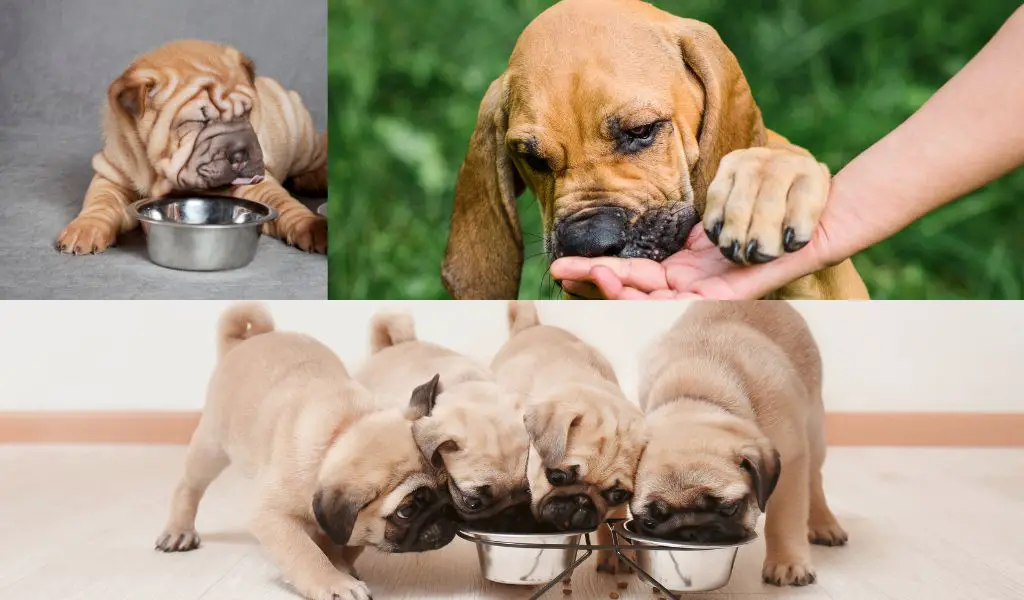 Best Wet Food for Puppies: A Comprehensive Guide