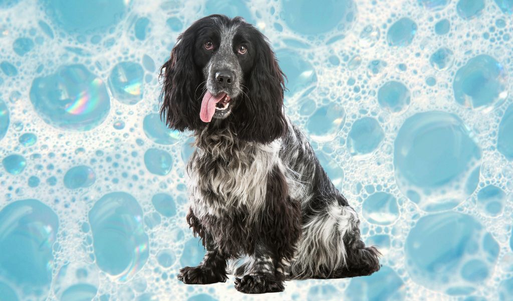 How Often Should a Cocker Spaniel Be Bathed?