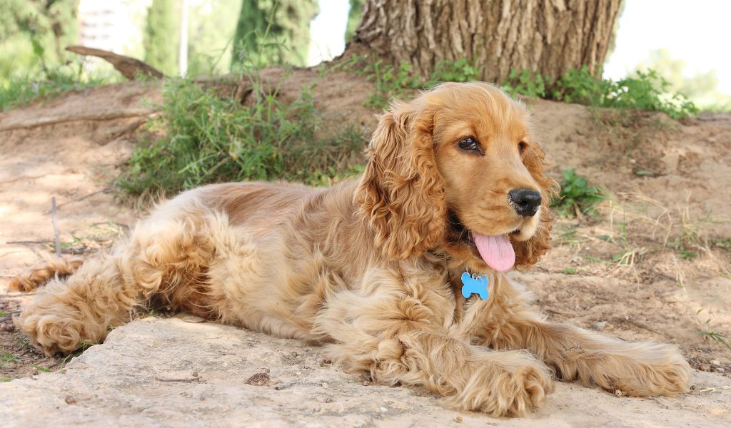 The ultimate guide to training your Cocker spaniel