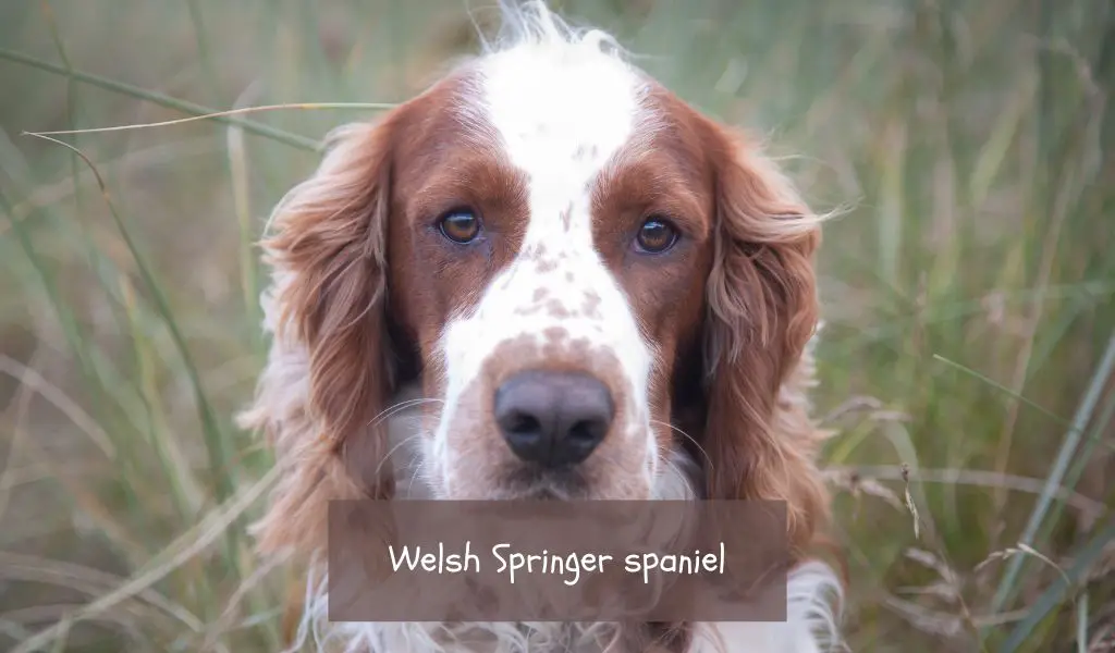 All About the Welsh Springer spaniel
