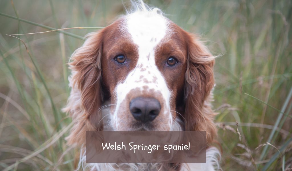 All About the Welsh Springer spaniel
