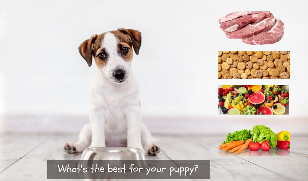The Ultimate Guide to Feeding Your Puppy: Best Foods, Diets, and More
