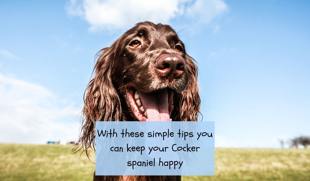 What makes a Cocker spaniel happy?