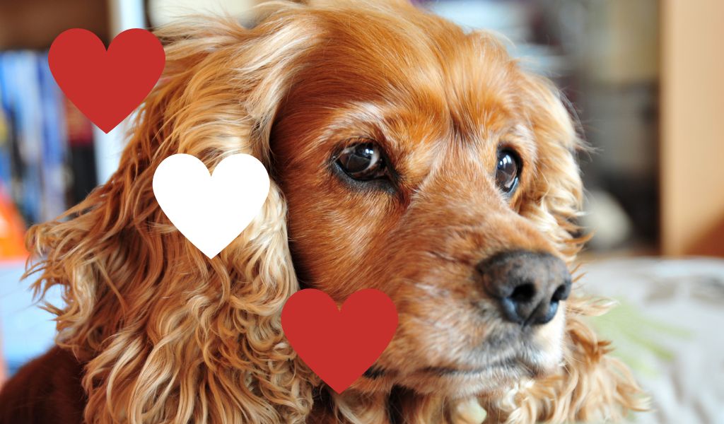 Understanding your Cocker spaniel's love for you