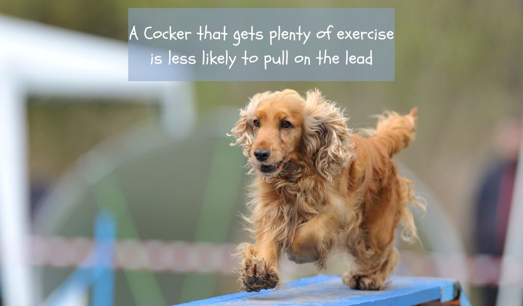 How to Stop a Cocker Spaniel from Pulling on the Lead: A Comprehensive Guide