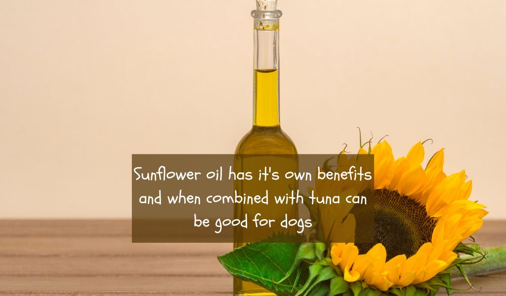 Can dogs eat canned tuna in sunflower oil?