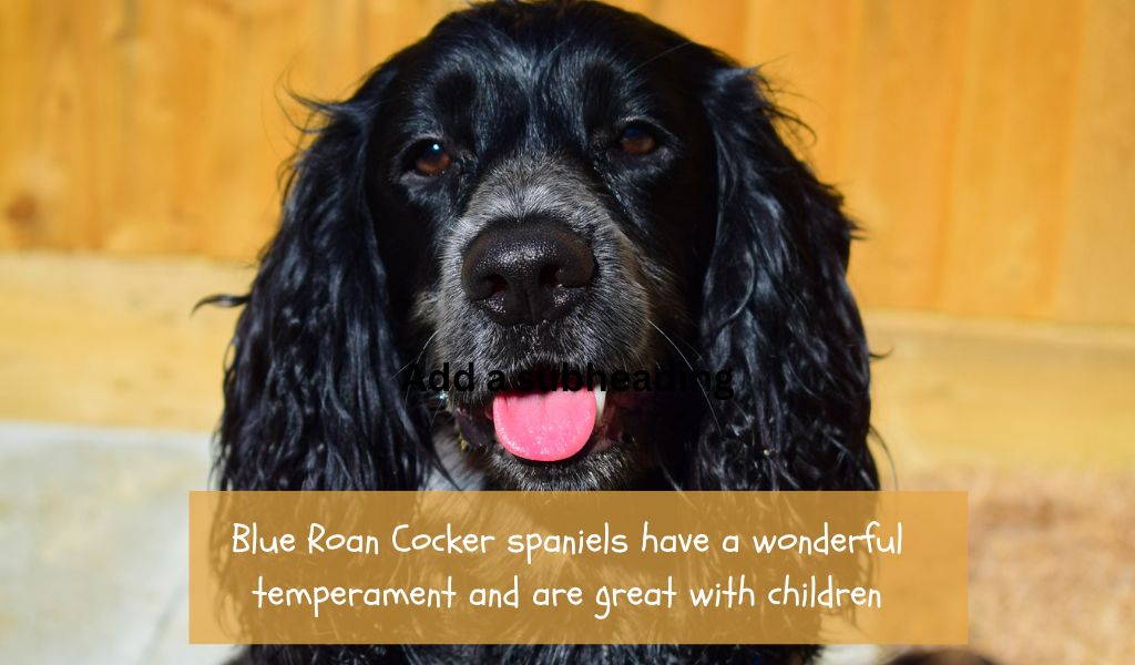 Blue Roan Cocker Spaniels and Children: A Perfect Match?