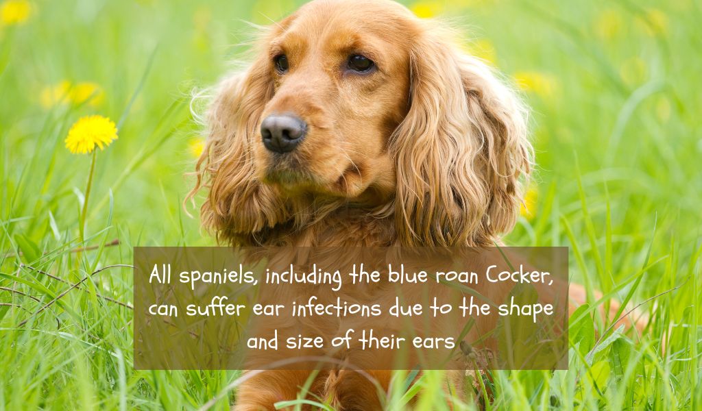 Blue Roan Cocker Spaniel Health Concerns You Should Know About
