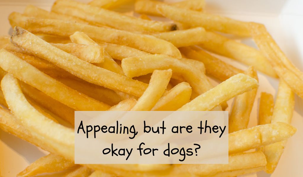 Can dogs eat KFC fries? 2 Can dogs eat KFC fries?