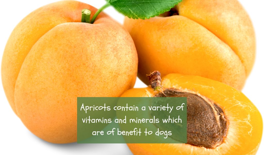 Can Dogs Eat Apricots? Know the Risks and Benefits