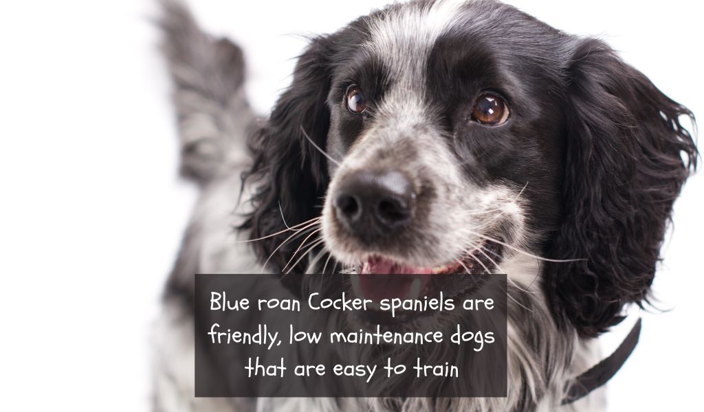 Common Misconceptions About Blue Roan Cocker Spaniels: Debunking the Myths