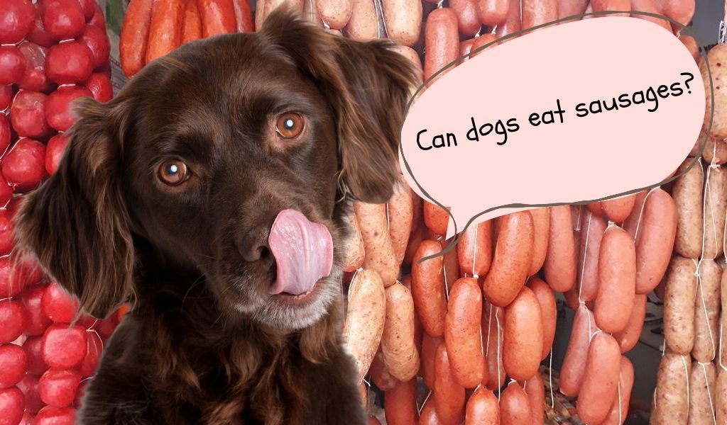 Can Dogs Have Sausages? What You Need to Know