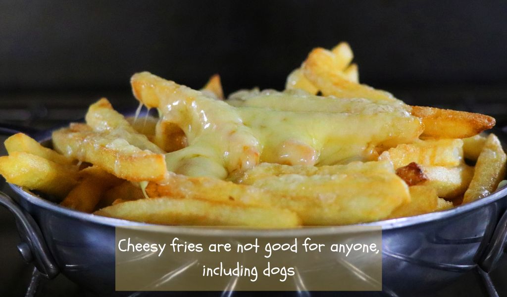Is it OK for dogs to eat cheese fries? 2 Is it OK for dogs to eat cheese fries?