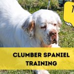 Training Your Clumber Spaniel: Tips and Techniques