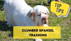 Training Your Clumber Spaniel: Tips and Techniques