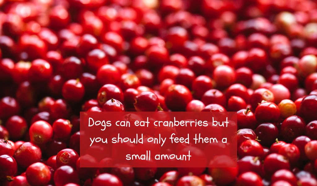 Can Dogs Eat Cranberries? A Berry Good Question!