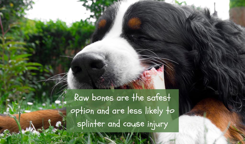 Can Dogs Eat Ham Bones?
