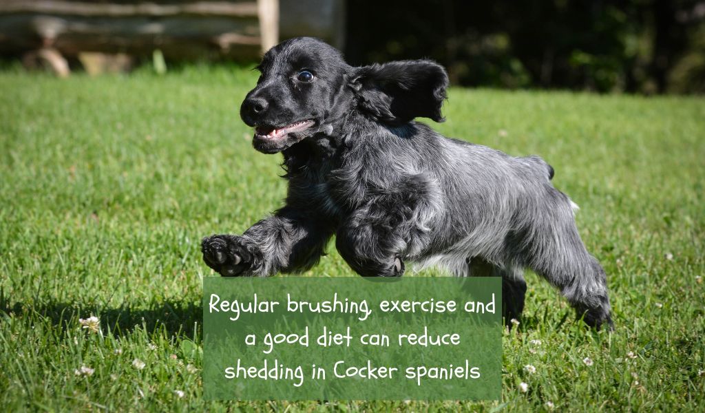 Do Blue Roan Cocker Spaniels Shed?