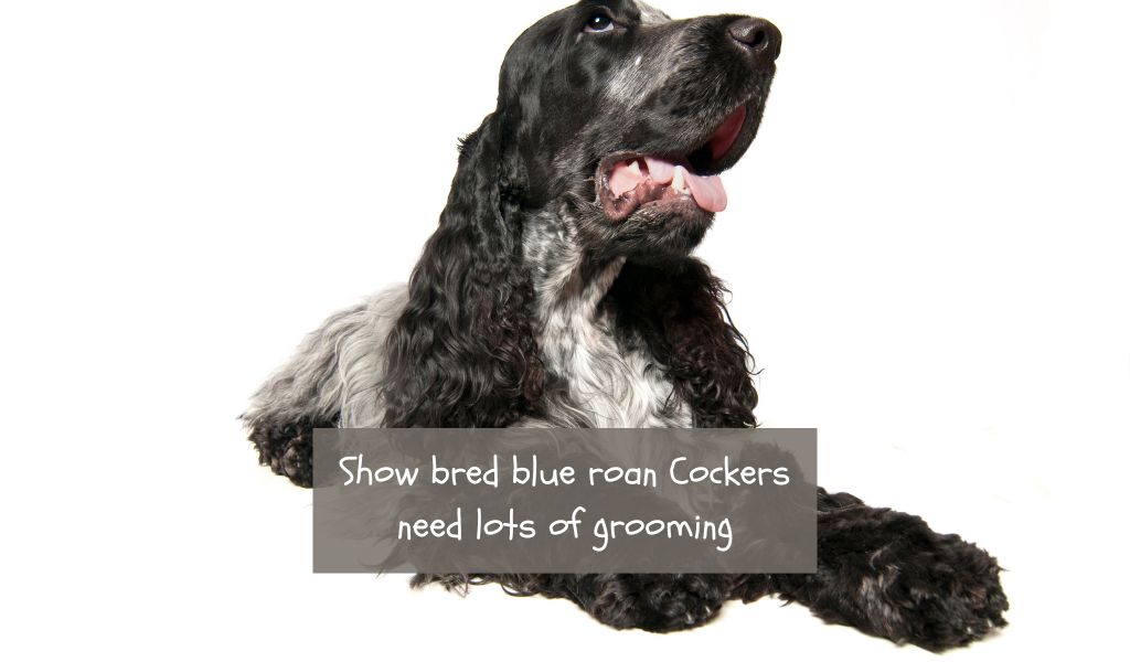 The Best Grooming Practices for Blue Roan Cocker Spaniels