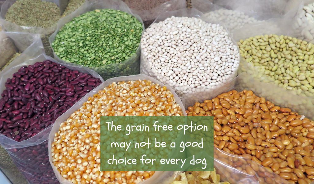 The Truth About Grain-Free Dog Food: Is It Healthy for Your Dog?