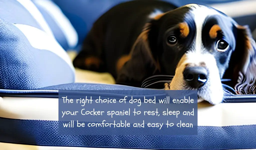 What Kind of Bed Does a Cocker Spaniel Need: A Comprehensive Guide