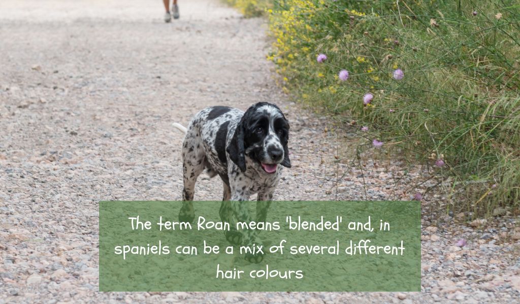 Why Are Cocker Spaniels Called Blue Roan? Unravelling the Mystery