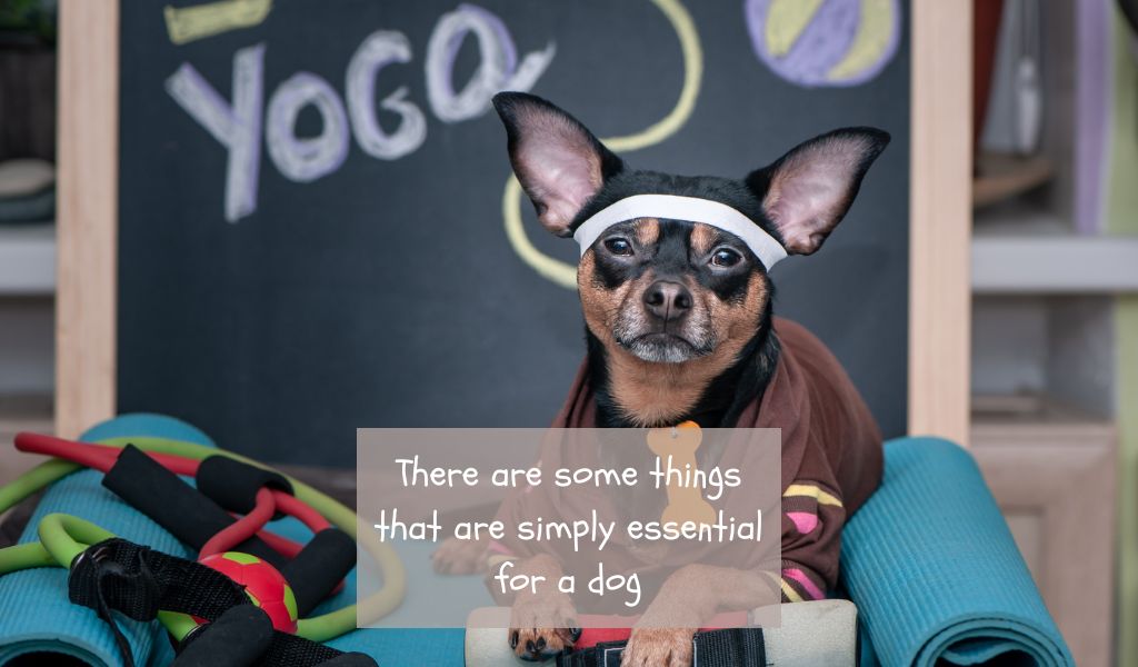 Top 10 Must-Have Products for Every Dog Owner
