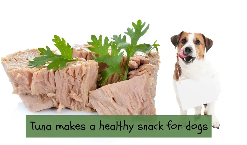 Benefits of Tuna for Dogs