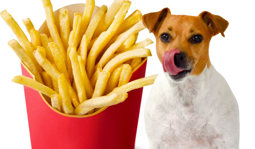 can dogs eat kfc fries
