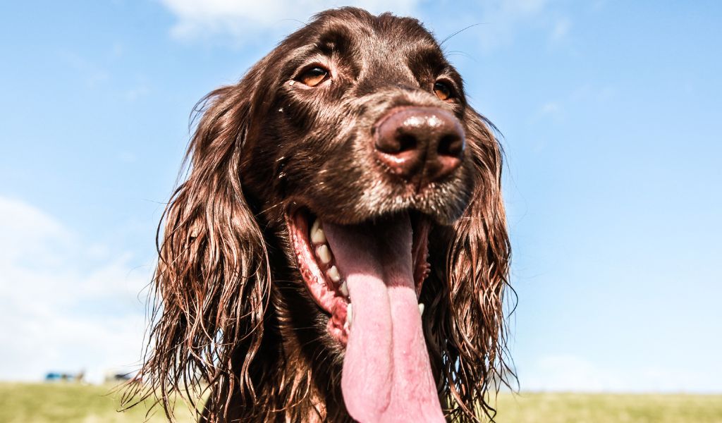 What are the traits of a chocolate Cocker spaniel?