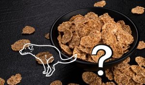 Will bran flakes help my dog poo? The surprising truth revealed